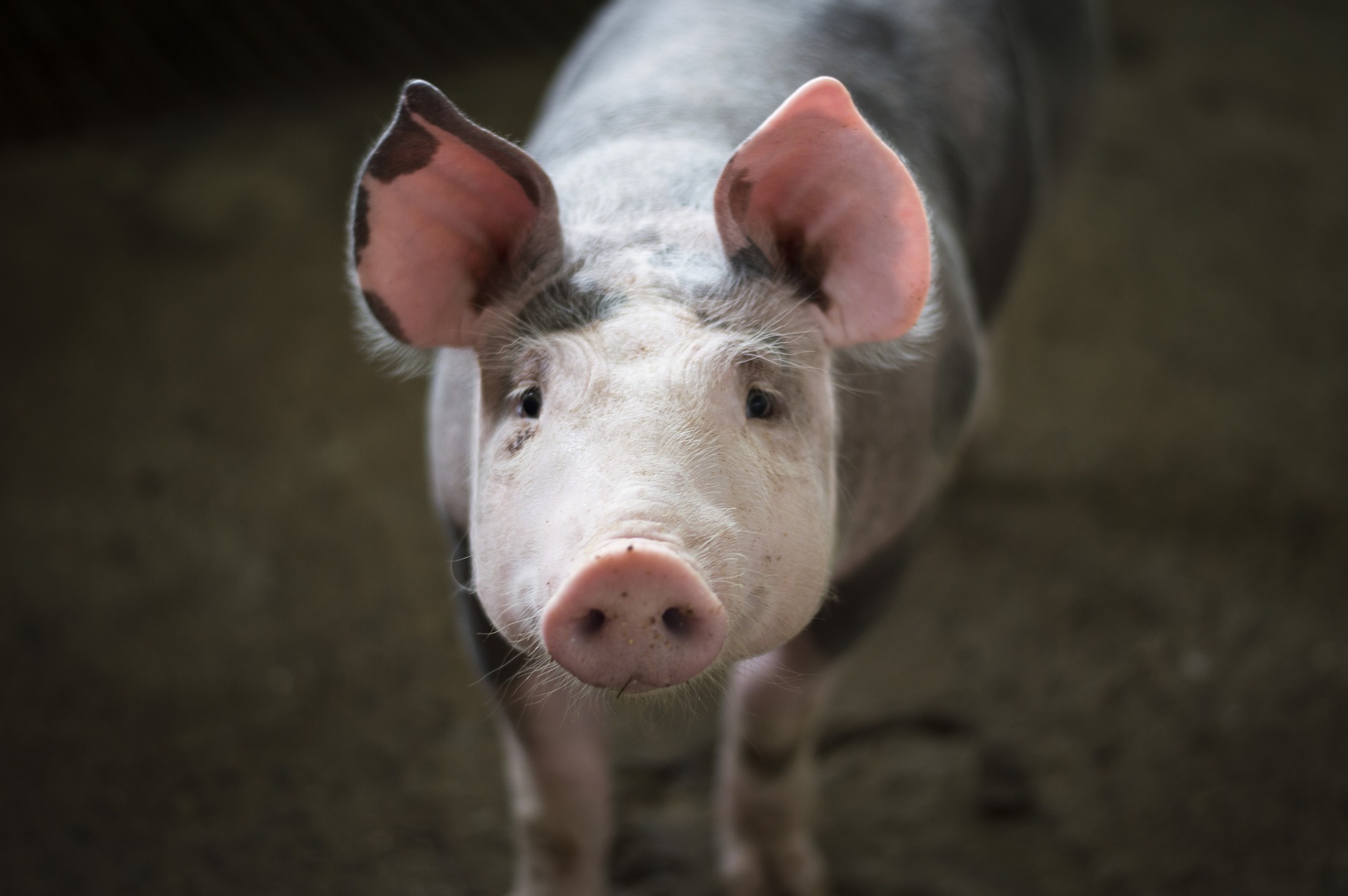 Ograniczenia przy eksporcie na Ukrainę świń ora